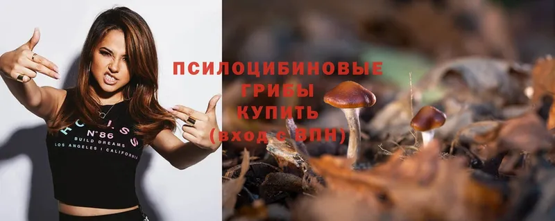 где продают   Киселёвск  Псилоцибиновые грибы Psilocybe 